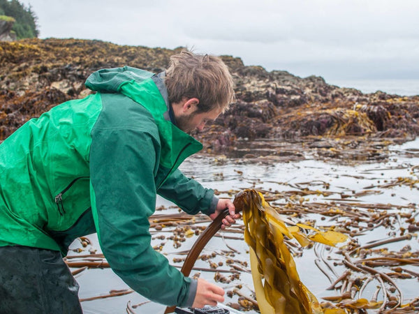 Alaska's Growing Kelp Industry Helps Drive Sea-To-Table Movement